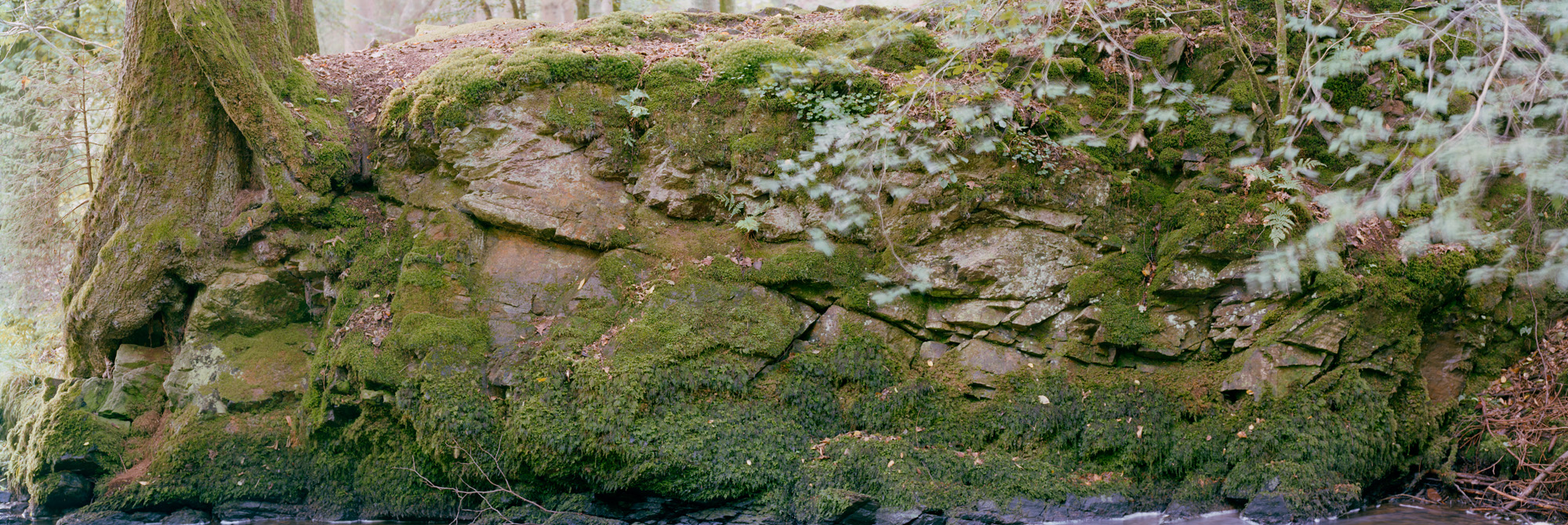 panorama, natureza, fotografia analógica, grande formato, fotografia panorâmica, Markus Bollen, 6x17, verde, vida, crescimento, paz, sossego, grama, Prado, fotografia, fotografia, Fotografia de grande formato, Fotografia de grande formato, Bergisches Land, Bergisch Gladbach, Altenberg, Eifgenbach, Odenthal, rochas, água, rio, córrego, longa exposição, longa exposição, musgo, hera, 