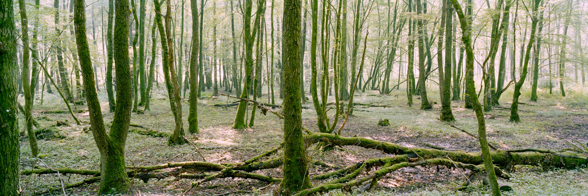 panorama, natureza, fotografia analógica, grande formato, fotografia panorâmica, Markus Bollen, 6x17, verde, vida, crescimento, paz, sossego, grama, Prado, fotografia, fotografia, Fotografia de grande formato, Fotografia de grande formato, Bergisches Land, Bergisch Gladbach, Altenberg, Eifgenbach, Odenthal, rochas, água, rio, córrego, longa exposição, longa exposição, musgo, hera, 