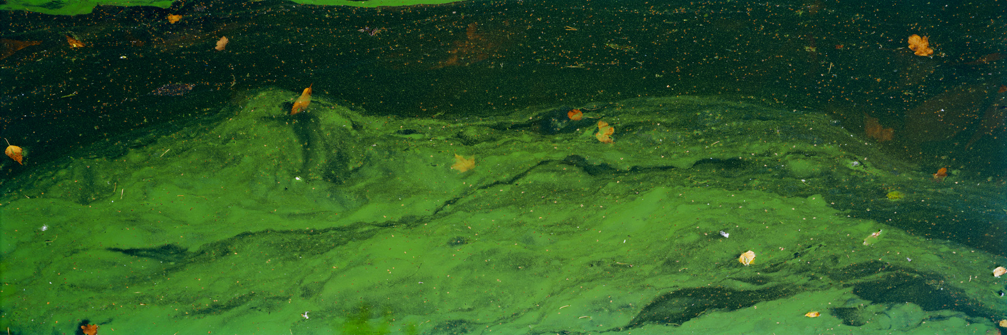 Blackbrook, Abbazia del Monte San Bernardo, Inghilterra, Gran Bretagna, Gran Bretagna, acqua, lago, alghe, astratto, fiume, fluente, universo, riflessi, verde, giallo, marrone, analogico, fotografia analogica, acqua, lago, specchio, specchio, specchio,riflesso,verde,verde,foglie,foglie,arte,arte,belle arti,grande formato,grande formato,fotografia,fotografia,fotografia,6x17
