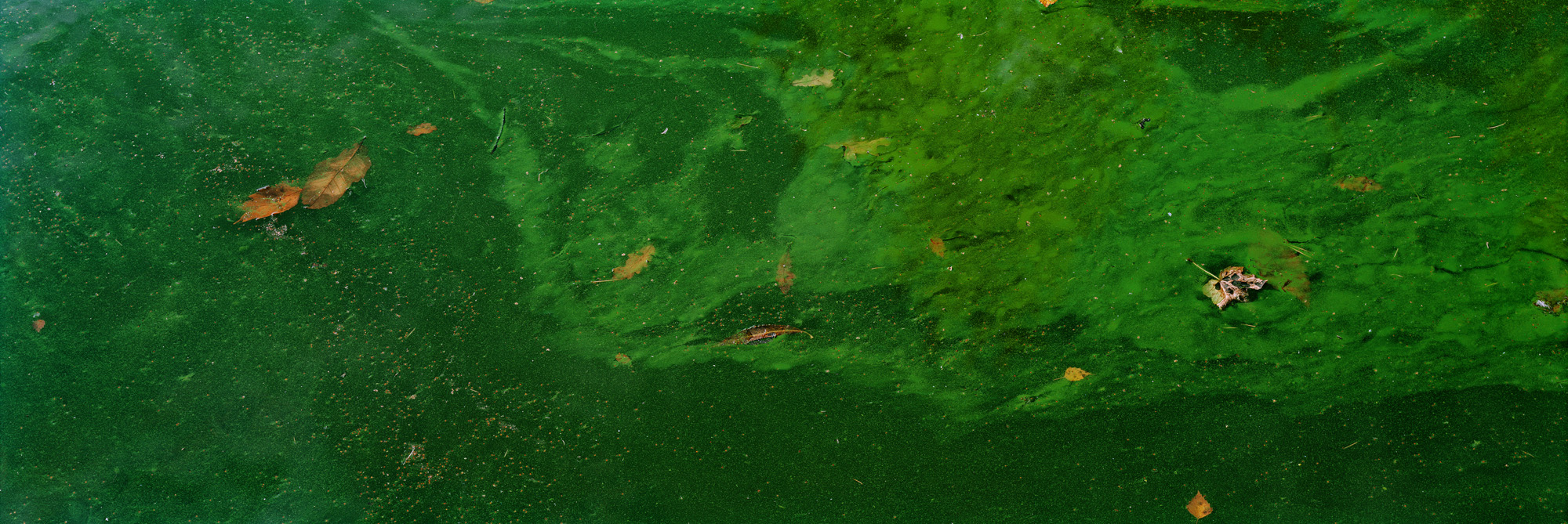 Blackbrook, Abbazia del Monte San Bernardo, Inghilterra, Gran Bretagna, Gran Bretagna, acqua, lago, alghe, astratto, fiume, fluente, universo, riflessi, verde, giallo, marrone, analogico, fotografia analogica, acqua, lago, specchio, specchio, specchio,riflesso,verde,verde,foglie,foglie,arte,arte,belle arti,grande formato,grande formato,fotografia,fotografia,fotografia,6x17