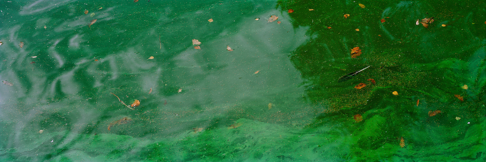 Blackbrook, Abbazia del Monte San Bernardo, Inghilterra, Gran Bretagna, Gran Bretagna, acqua, lago, alghe, astratto, fiume, fluente, universo, riflessi, verde, giallo, marrone, analogico, fotografia analogica, acqua, lago, specchio, specchio, specchio,riflesso,verde,verde,foglie,foglie,arte,arte,belle arti,grande formato,grande formato,fotografia,fotografia,fotografia,6x17