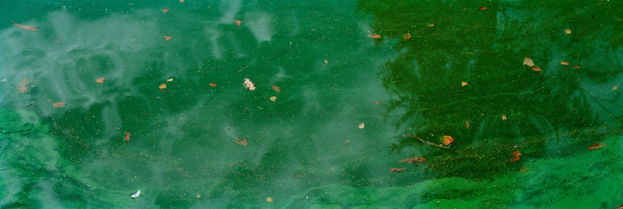 Blackbrook, Abbazia del Monte San Bernardo, Inghilterra, Gran Bretagna, Gran Bretagna, acqua, lago, alghe, astratto, fiume, fluente, universo, riflessi, verde, giallo, marrone, analogico, fotografia analogica, acqua, lago, specchio, specchio, specchio,riflesso,verde,verde,foglie,foglie,arte,arte,belle arti,grande formato,grande formato,fotografia,fotografia,fotografia,6x17