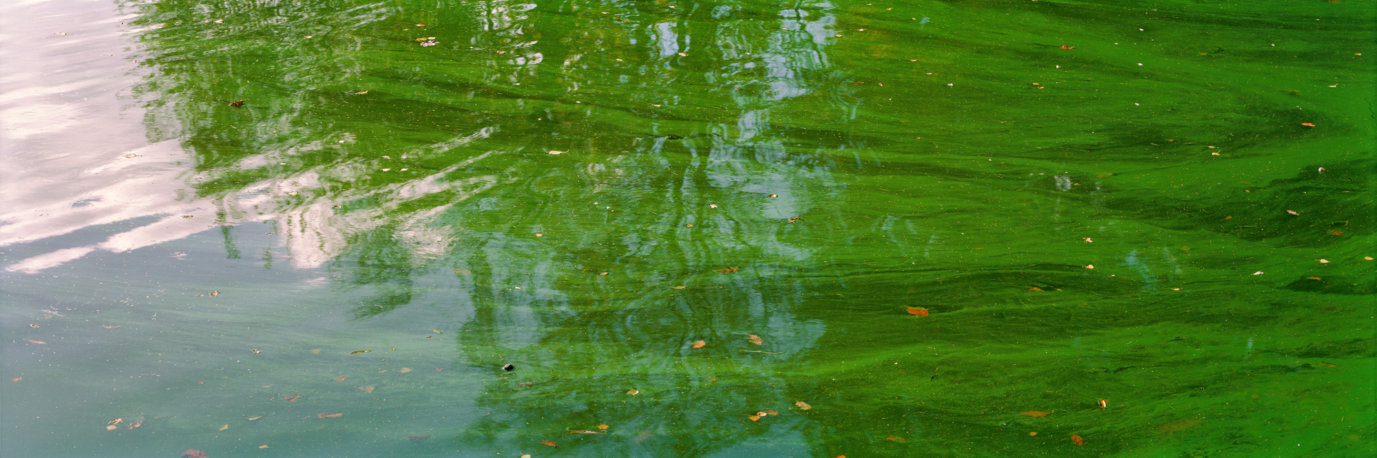 Blackbrook, Mount Saint Bernard Abbey, England, Great Britain, Großbritannien, Wasser, See, Algen, abstrakt, Fluss, fließend, Universum, Spiegelungen, grün, gelb, braun, analog, analoge Fotografie, Wasser, water, See, lake, mirror, Spiegel, Spiegelung, reflection, grün, green, Blätter, leaves, Kunst, art, fine art, Grossformat, large format, photography, Fotografie, Photographie, 6x17