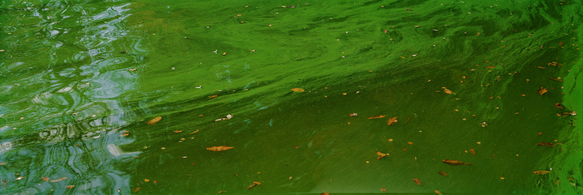 Blackbrook, Abbazia del Monte San Bernardo, Inghilterra, Gran Bretagna, Gran Bretagna, acqua, lago, alghe, astratto, fiume, fluente, universo, riflessi, verde, giallo, marrone, analogico, fotografia analogica, acqua, lago, specchio, specchio, specchio,riflesso,verde,verde,foglie,foglie,arte,arte,belle arti,grande formato,grande formato,fotografia,fotografia,fotografia,6x17