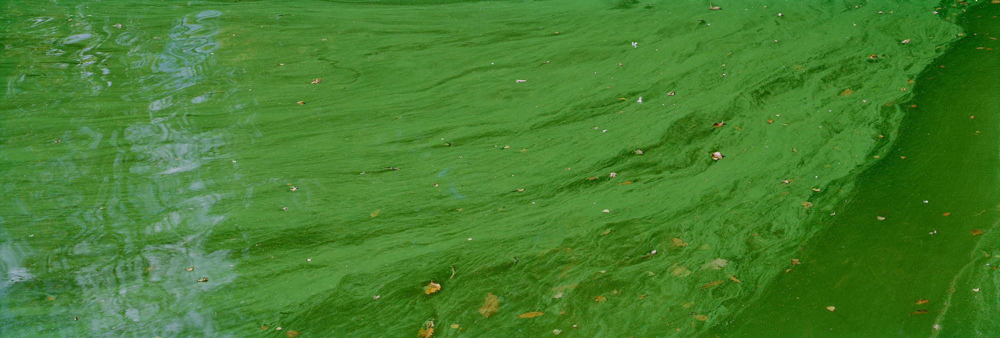 Blackbrook, Abbazia del Monte San Bernardo, Inghilterra, Gran Bretagna, Gran Bretagna, acqua, lago, alghe, astratto, fiume, fluente, universo, riflessi, verde, giallo, marrone, analogico, fotografia analogica, acqua, lago, specchio, specchio, specchio,riflesso,verde,verde,foglie,foglie,arte,arte,belle arti,grande formato,grande formato,fotografia,fotografia,fotografia,6x17
