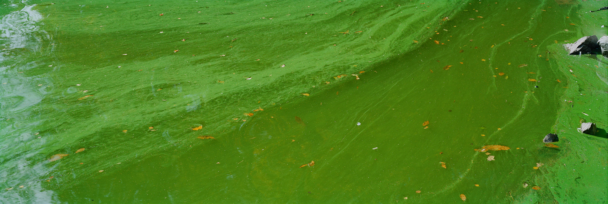 Blackbrook, Abbazia del Monte San Bernardo, Inghilterra, Gran Bretagna, Gran Bretagna, acqua, lago, alghe, astratto, fiume, fluente, universo, riflessi, verde, giallo, marrone, analogico, fotografia analogica, acqua, lago, specchio, specchio, specchio,riflesso,verde,verde,foglie,foglie,arte,arte,belle arti,grande formato,grande formato,fotografia,fotografia,fotografia,6x17