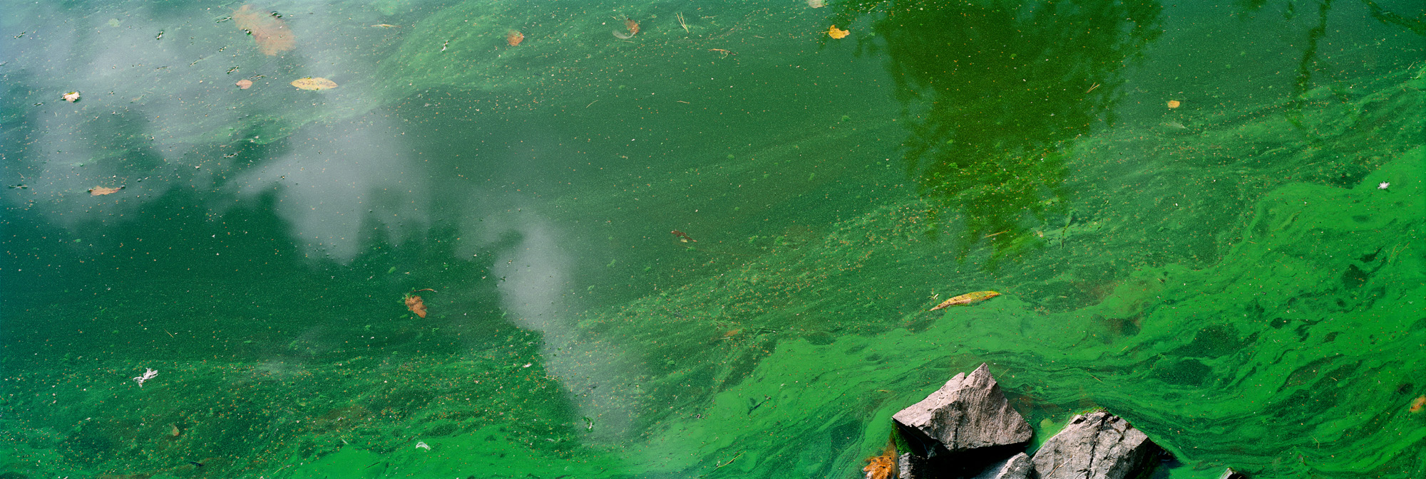 Blackbrook, Mount Saint Bernard Abbey, England, Great Britain, Great Britain, water, lake, algae, abstract, river, flowing, universe, reflections, green, yellow, brown, analog, analog photography, water, lake, mirror ,mirror,mirror,reflection,green,green,leaves,leaves,art,art,fine art,large format,large format,photography,photograph,photograph,6x17