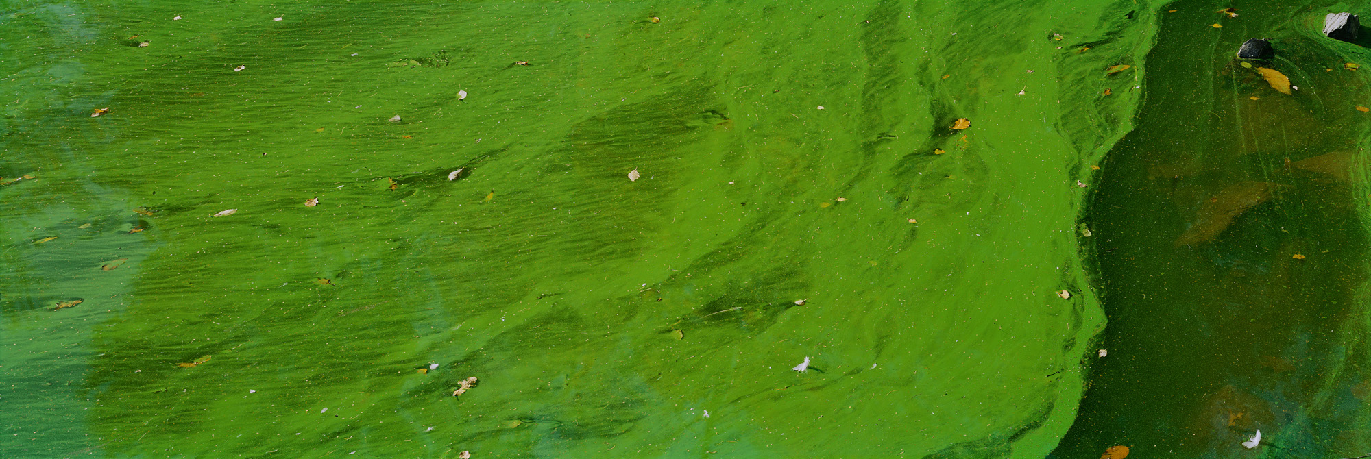 Blackbrook, Abbazia del Monte San Bernardo, Inghilterra, Gran Bretagna, Gran Bretagna, acqua, lago, alghe, astratto, fiume, fluente, universo, riflessi, verde, giallo, marrone, analogico, fotografia analogica, acqua, lago, specchio, specchio, specchio,riflesso,verde,verde,foglie,foglie,arte,arte,belle arti,grande formato,grande formato,fotografia,fotografia,fotografia,6x17