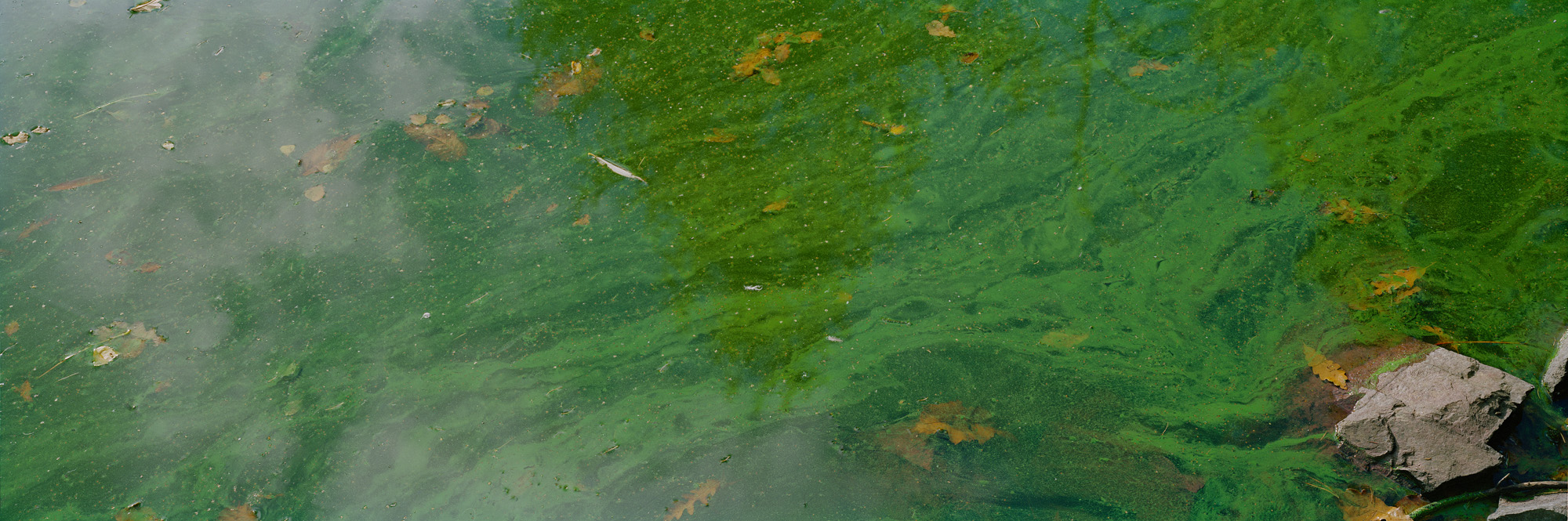 Blackbrook, Abbazia del Monte San Bernardo, Inghilterra, Gran Bretagna, Gran Bretagna, acqua, lago, alghe, astratto, fiume, fluente, universo, riflessi, verde, giallo, marrone, analogico, fotografia analogica, acqua, lago, specchio, specchio, specchio,riflesso,verde,verde,foglie,foglie,arte,arte,belle arti,grande formato,grande formato,fotografia,fotografia,fotografia,6x17