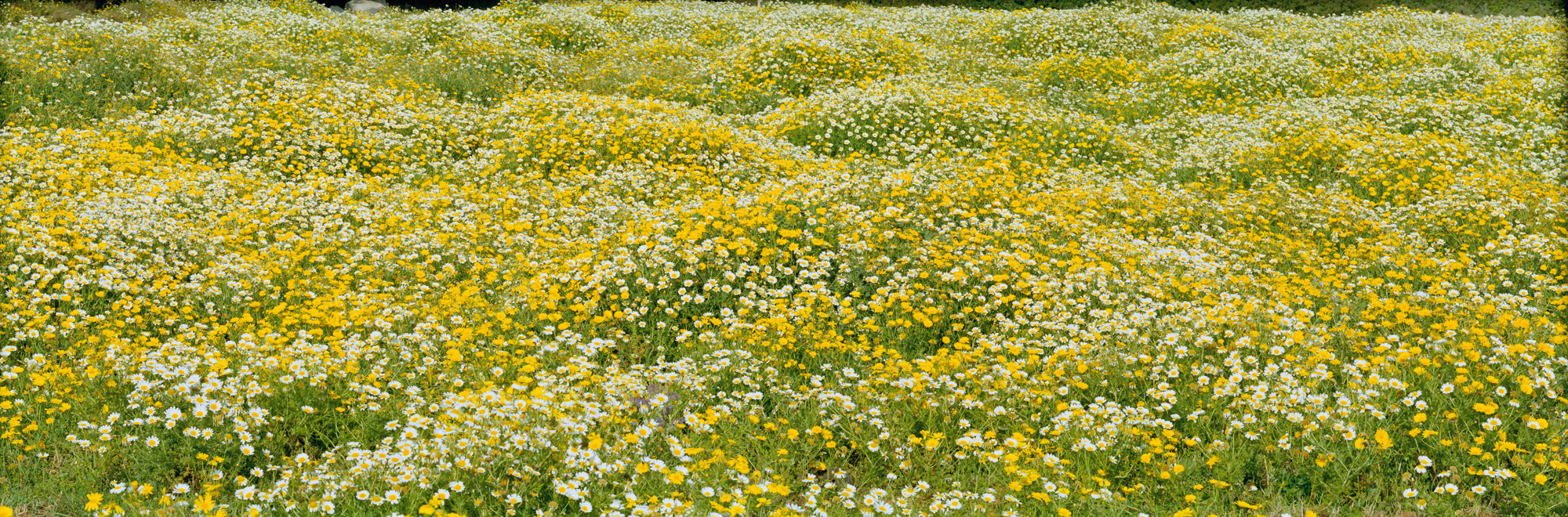 fallow land, landscape, nature, analogue photography, large format, panoramic photography, Markus Bollen, 6x17, green, life, growth, peace, calm, grass, meadow, buttercups, daisies, photography, photography, large format photography, large format photography