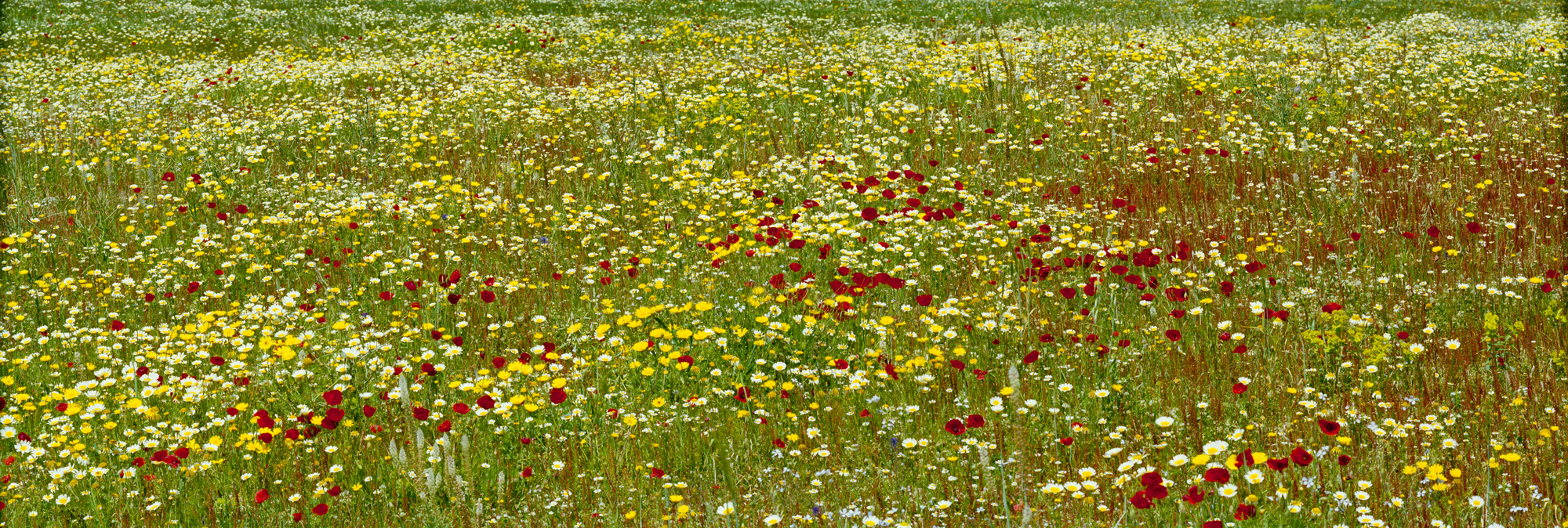 Brachland, Landschaft, Natur, analoge Fotografie, Großformat, Panoramafotografie, Markus Bollen, 6x17, grün, Leben, Wachstum, Frieden, Ruhe, Gras, Wiese, Fotografie, Photographie, Photography, large format photography, Grossformatphotographie, Kamille, Mohn