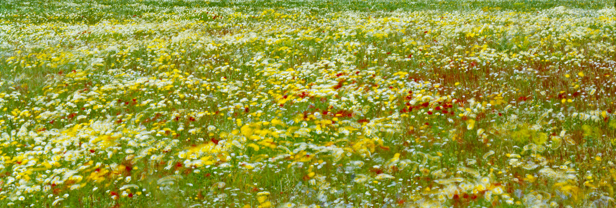 Brachland, Landschaft, Natur, analoge Fotografie, Großformat, Panoramafotografie, Markus Bollen, 6x17, grün, Leben, Wachstum, Frieden, Ruhe, Gras, Wiese, Fotografie, Photographie, Photography, large format photography, Grossformatphotographie, Kamille, Mohn