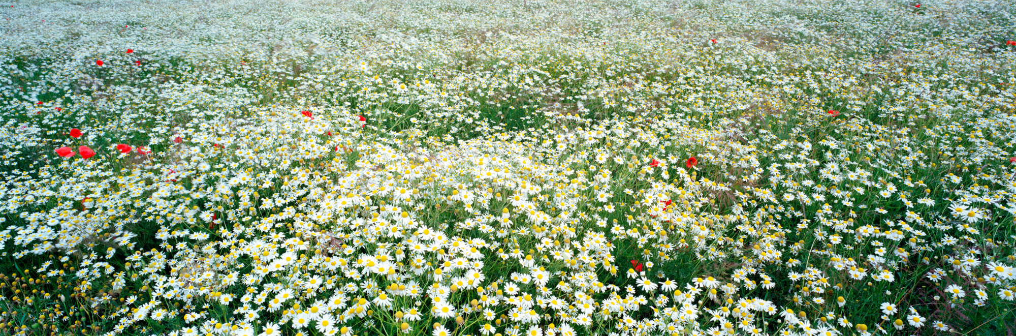 Brachland, Landschaft, Natur, analoge Fotografie, Großformat, Panoramafotografie, Markus Bollen, 6x17, grün, Leben, Wachstum, Frieden, Ruhe, Wiese, Rasen, Langzeitbelichtung,Brachland, Landschaft, Natur, analoge Fotografie, Großformat, Panoramafotografie, Markus Bollen, 6x17, grün, Leben, Wachstum, Frieden, Ruhe, Gras, Wiese, Fotografie, Photographie, Photography, large format photography, Grossformatphotographie, Kamille, Mohn