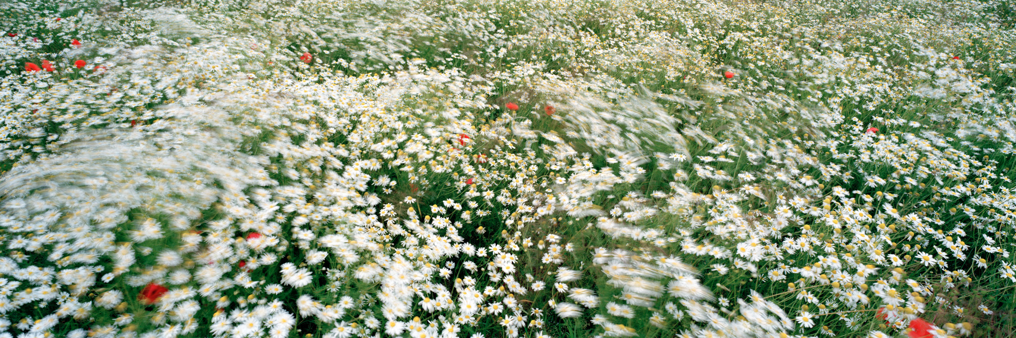 Brachland, Landschaft, Natur, analoge Fotografie, Großformat, Panoramafotografie, Markus Bollen, 6x17, grün, Leben, Wachstum, Frieden, Ruhe, Bewegung, Langzeitbelichtung, Brachland, Landschaft, Natur, analoge Fotografie, Großformat, Panoramafotografie, Markus Bollen, 6x17, grün, Leben, Wachstum, Frieden, Ruhe, Gras, Wiese, Fotografie, Photographie, Photography, large format photography, Grossformatphotographie, Kamille, Mohn