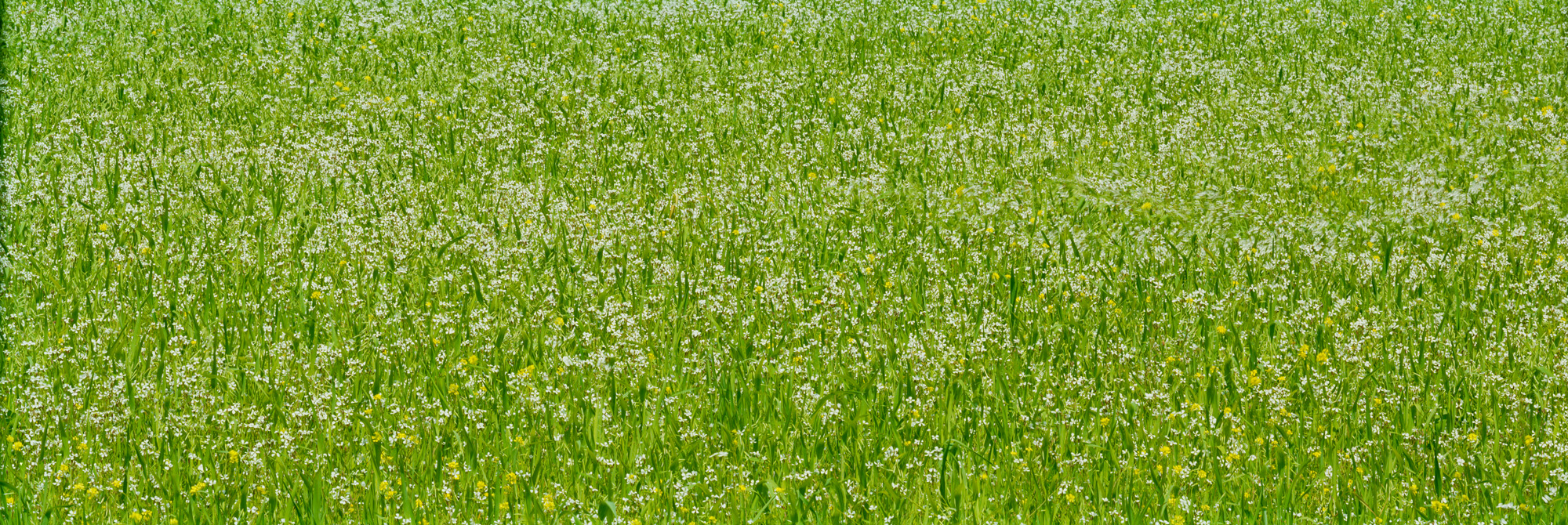 Brachland, Landschaft, Natur, analoge Fotografie, Großformat, Panoramafotografie, Markus Bollen, 6x17, grün, Leben, Wachstum, Frieden, Ruhe, Gras, Wiese, Fotografie, Photographie, Photography, large format photography, Grossformatphotographie, Mallorca,