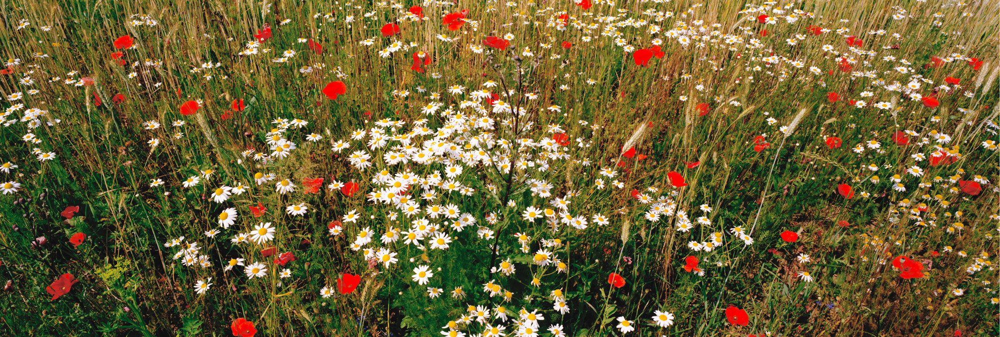 Brachland, Landschaft, Natur, analoge Fotografie, Großformat, Panoramafotografie, Markus Bollen, 6x17, grün, Leben, Wachstum, Frieden, Ruhe, Mohn, Margeriten, Weizen, Brachland, Landschaft, Natur, analoge Fotografie, Großformat, Panoramafotografie, Markus Bollen, 6x17, grün, Leben, Wachstum, Frieden, Ruhe, Gras, Wiese, Fotografie, Photographie, Photography, large format photography, Grossformatphotographie, Kamille, Mohn