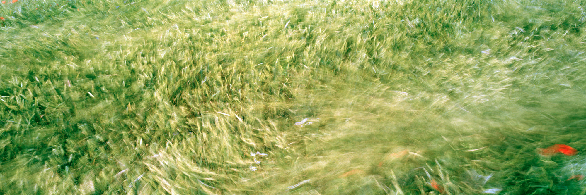 Brachland, Landschaft, Natur, analoge Fotografie, Großformat, Panoramafotografie, Markus Bollen, 6x17, grün, Leben, Wachstum, Frieden, Ruhe, Weizen, Weizenwind, Mohn, bewegt, Langzeitbelichtung, Brachland, Landschaft, Natur, analoge Fotografie, Großformat, Panoramafotografie, Markus Bollen, 6x17, grün, Leben, Wachstum, Frieden, Ruhe, Gras, Wiese, Fotografie, Photographie, Photography, large format photography, Grossformatphotographie, Kamille, Mohn, Weizen