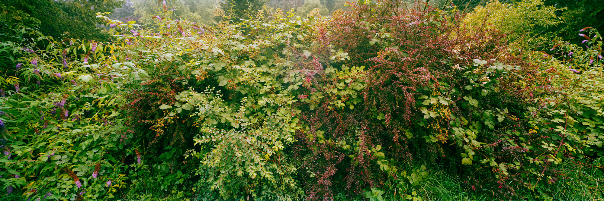 Brachland, Landschaft, Natur, analoge Fotografie, Großformat, Panoramafotografie, Markus Bollen, 6x17, grün, Leben, Wachstum, Frieden, Ruhe, Gras, Wiese, Fotografie, Photographie, Photography, large format photography, Grossformatphotographie, Brombeeren, Farne, Villa Hügel, Essen, Stadtpark, Stadtgarten, Stadtwald, Ruhrgebiet