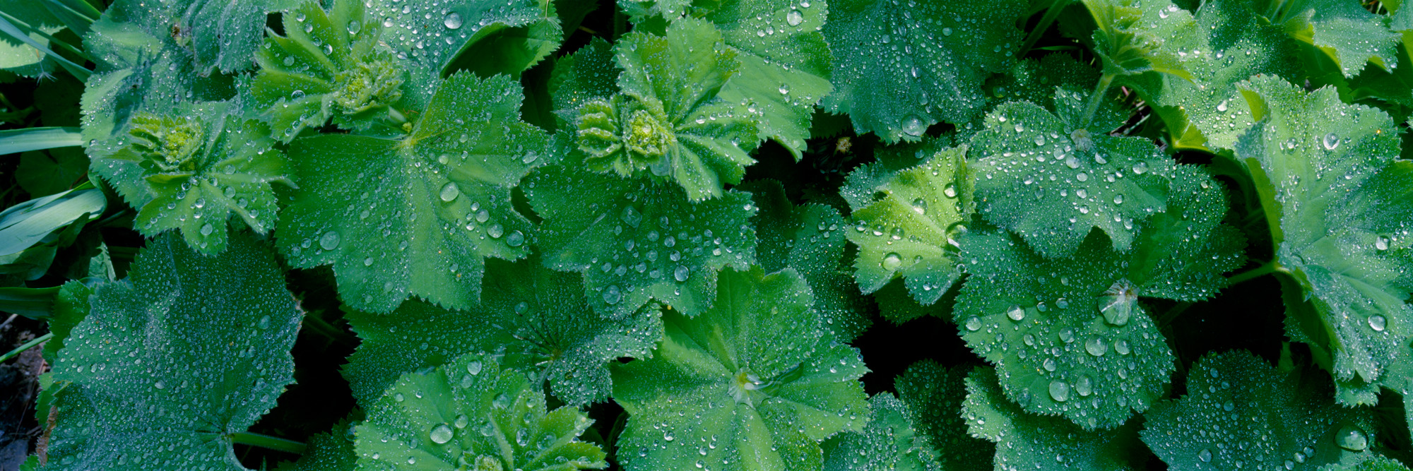 fallow land, landscape, nature, analogue photography, large format, panoramic photography, Markus Bollen, 6x17, green, life, growth, peace, rest, lady's mantle tears, lady's mantle, dew, water,