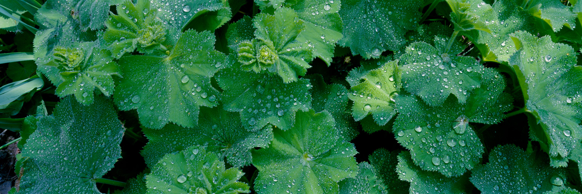 maggese, paesaggio, natura, fotografia analogica, grande formato, fotografia panoramica, Markus Bollen, 6x17, verde, vita, crescita, pace, riposo, lacrime del mantello della signora, mantello della signora, rugiada, acqua,