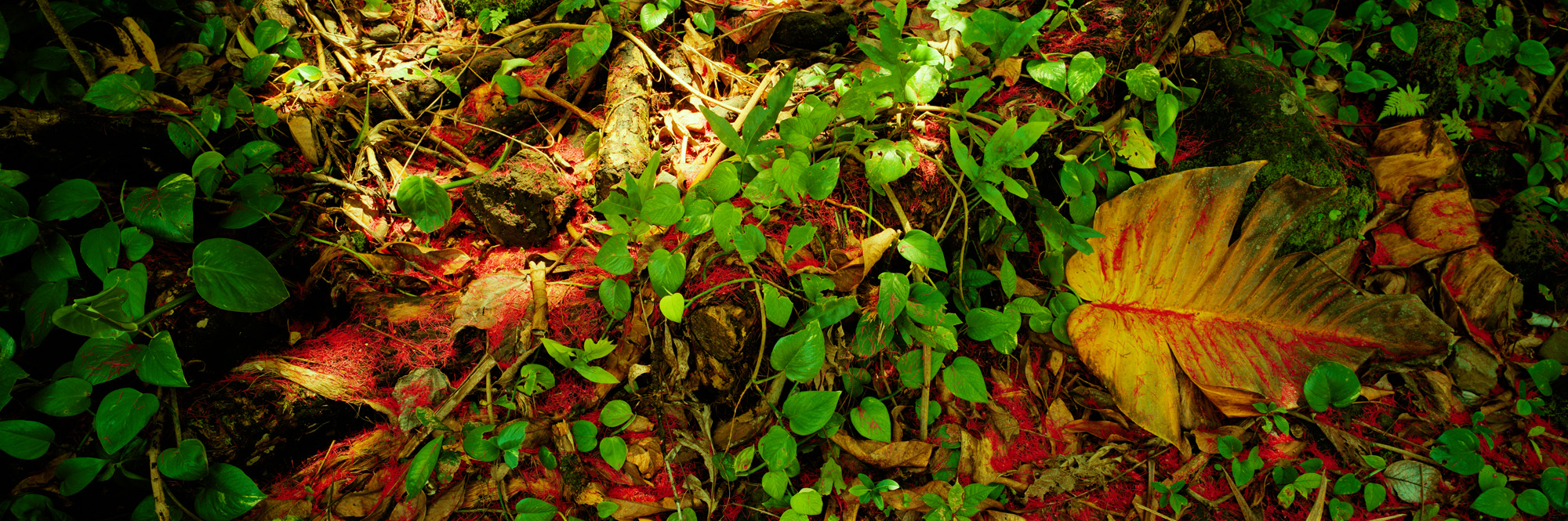 Brachland, Landschaft, Natur, analoge Fotografie, Großformat, Panoramafotografie, Markus Bollen, 6x17, grün, Leben, Wachstum, Frieden, Ruhe, Gras, Wiese, Fotografie, Photographie, Photography, large format photography, Grossformatphotographie, Hawaii