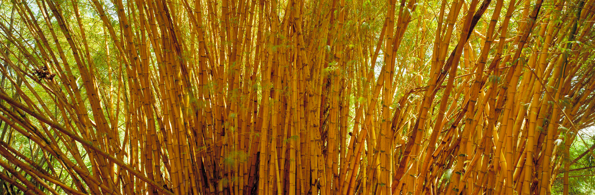 Bambu, Planta, Natureza, Árvore, Crescimento, Vida, Verde, Madeira, Folhas, Folha, Macro, Floresta