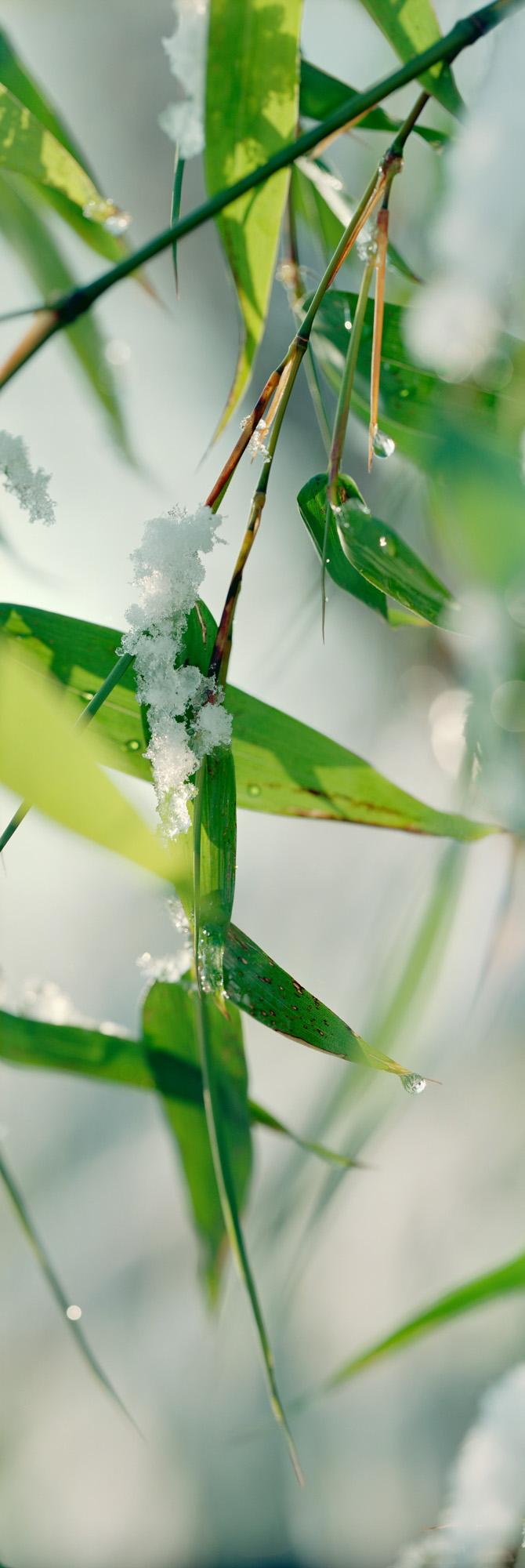 bamboo, plant, nature, structure, growth, life, green, wood, leaves, leaf, macro, forest, photography, photography, fine art, art, large format, large format photography, large format photography, 6x17, snow , snow, cold, cold, winter