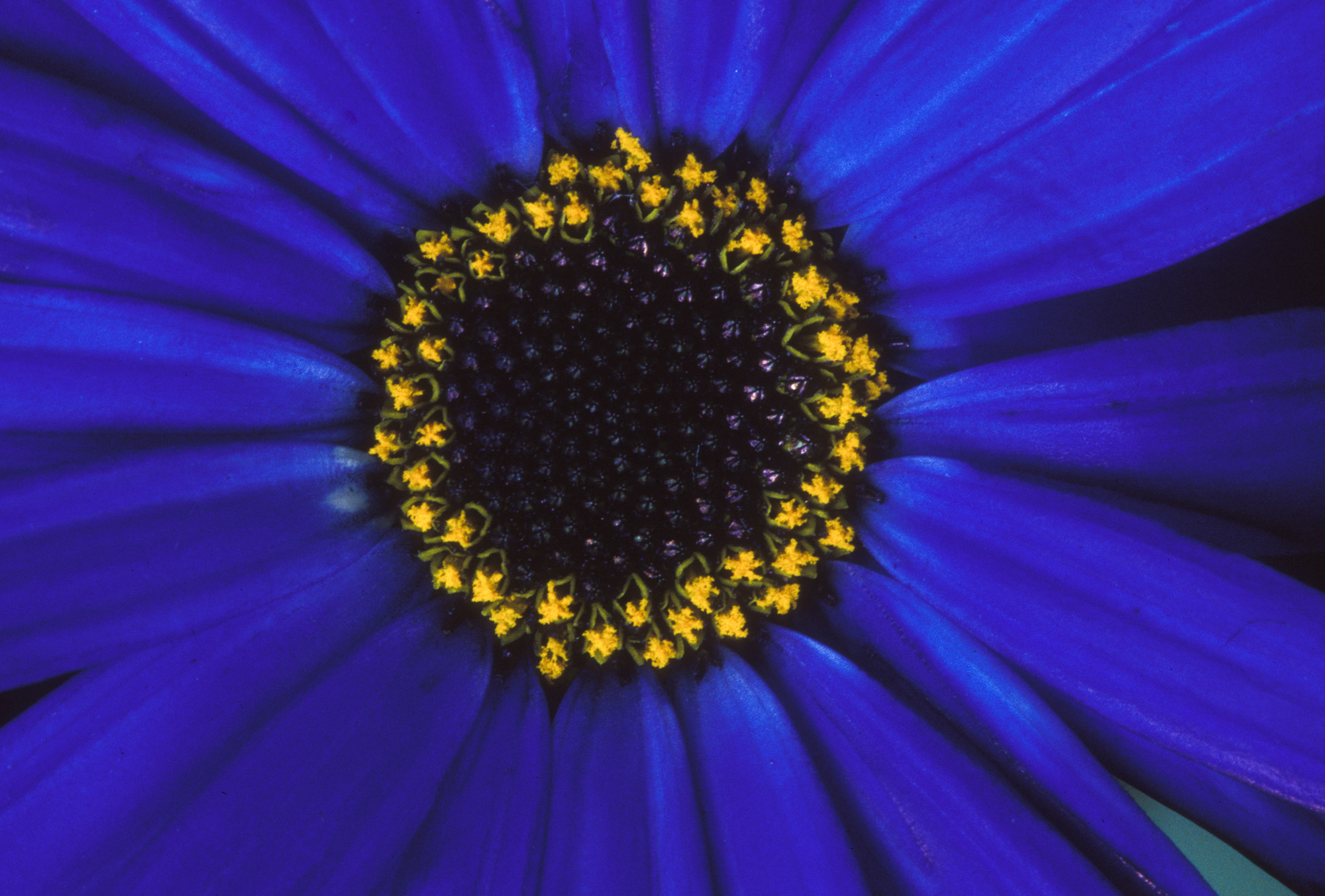 Blüte, Blüten, Pflanze, Pflanzen, Natur, Wachstum, Leben, Stempel, Blätter, Makrobereich, Makro, analog, Großformat, analoge Fotografie, Europablüte, Europa, gelb, blau