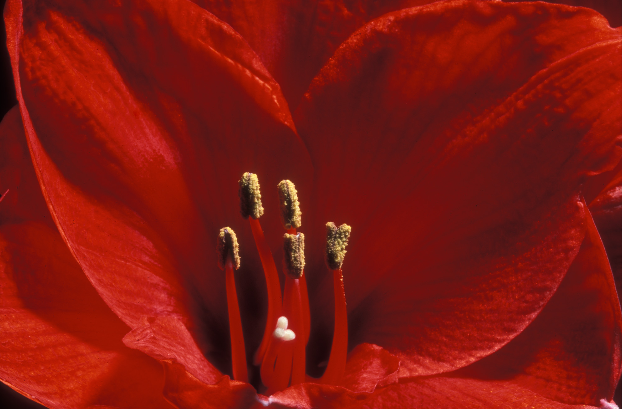 Blüte, Blüten, Pflanze, Pflanzen, Natur, Wachstum, Leben, Stempel, Blätter, Makrobereich, Makro, analog, Großformat, analoge Fotografie, Amarilis, rot