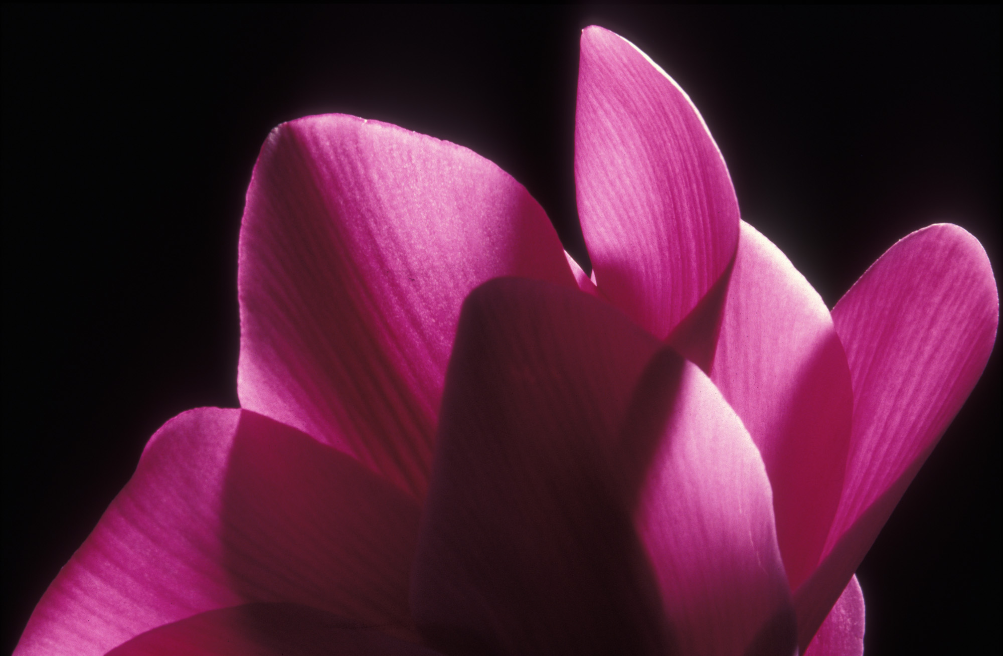 flower, blossoms, plant, flora, nature, growth, life, pistil, leaves, macro range, macro, analog, large format, analog photography, cyclamen, purple