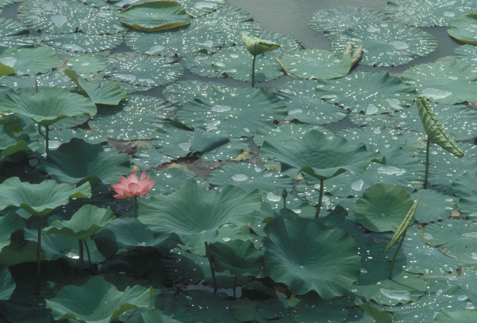 blossom, blossoms, plant, plants, nature, growth, life, pistil, leaves, macro range, macro, analog, large format, analog photography, water lily