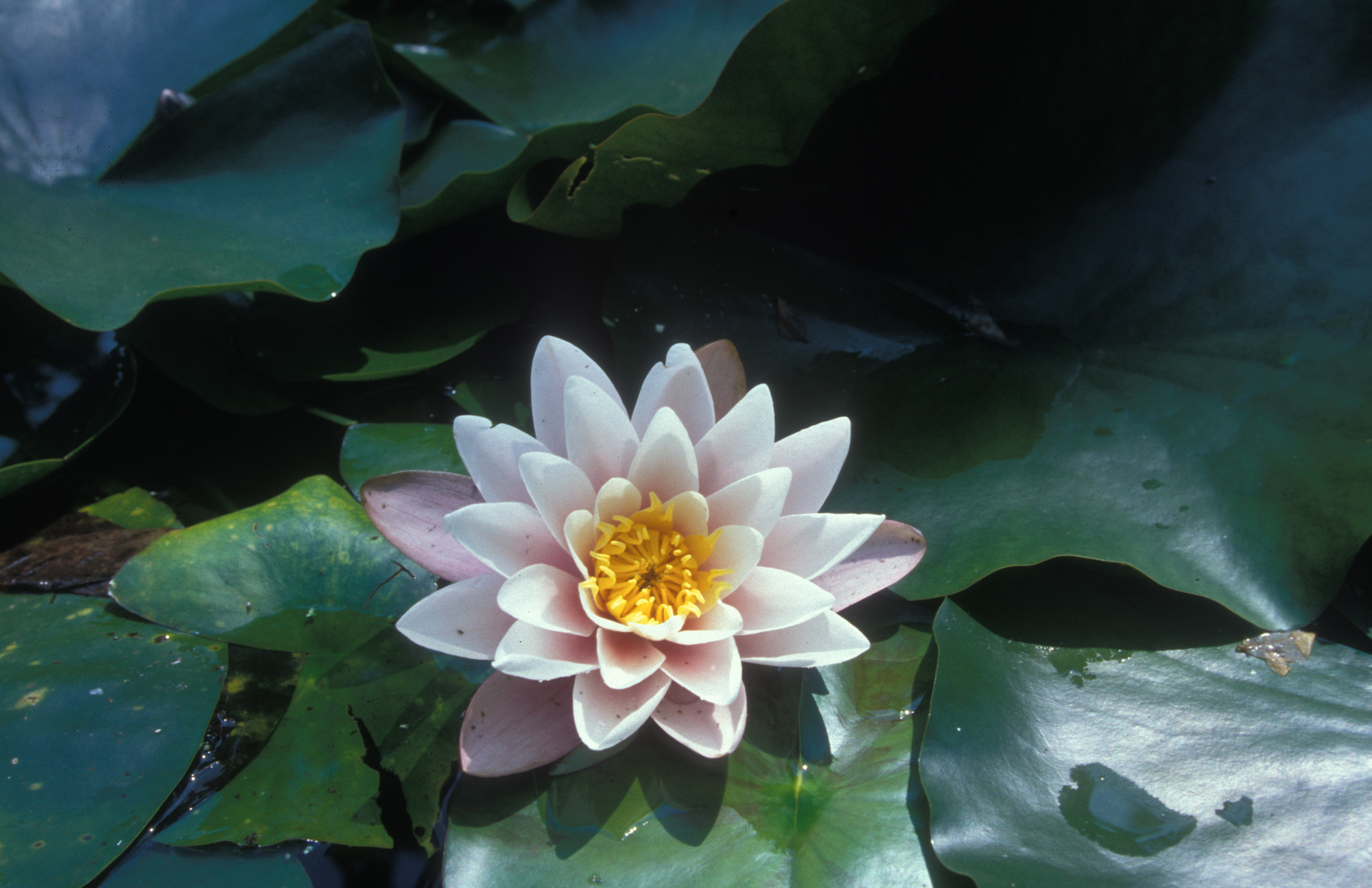 blossom, blossoms, plant, plants, nature, growth, life, pistil, leaves, macro range, macro, analog, large format, analog photography, water lily,