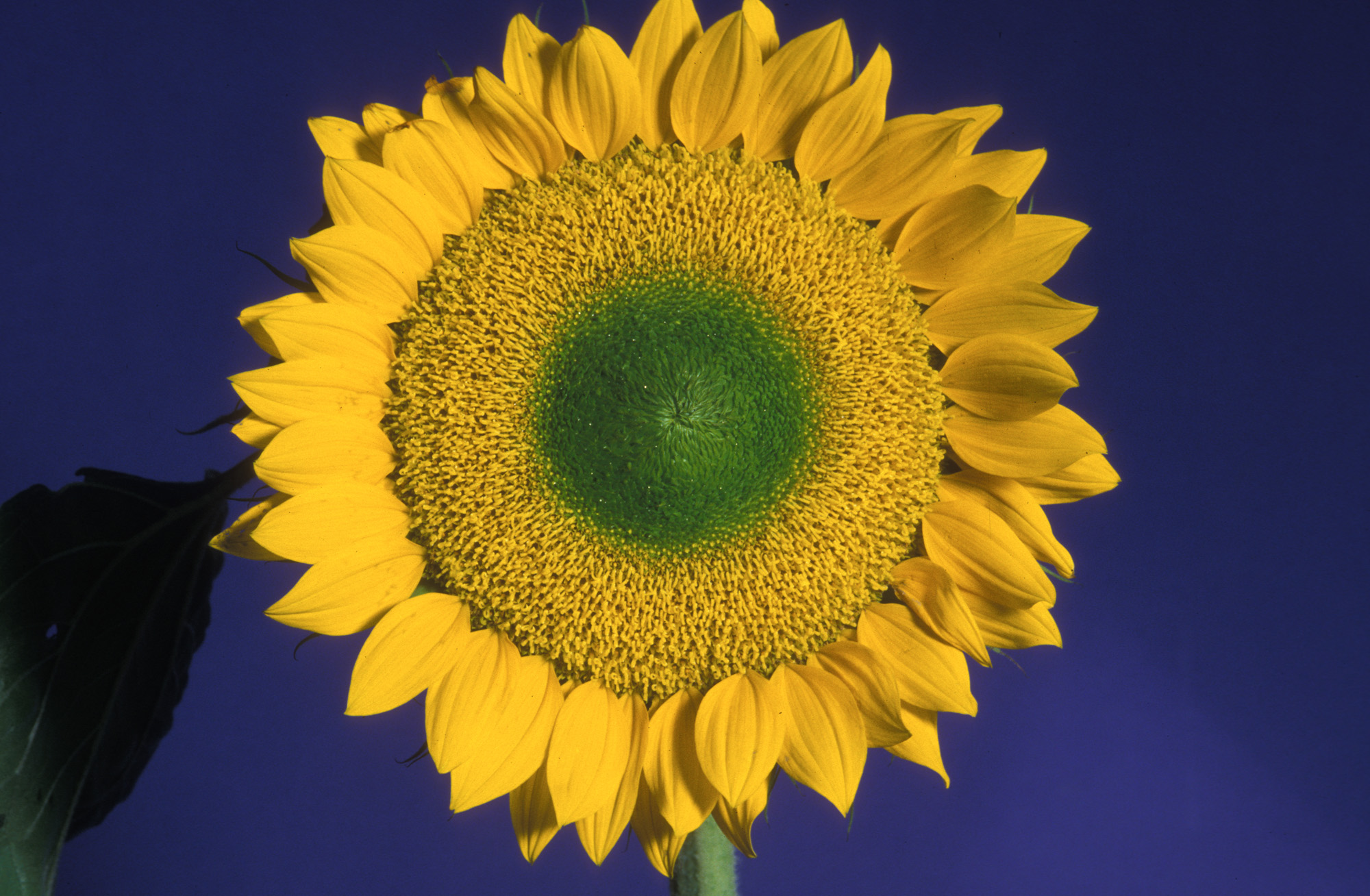 blossom, blossoms, plant, plants, nature, growth, life, pistil, leaves, macro range, macro, analog, large format, analog photography, sunflower, sun, yellow, blue