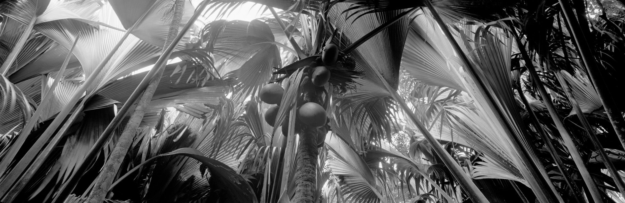 large format photography, Grossformatfotografie, Grossformatphotographie, Fotografie, Photographie, photography, 6x17, black and white, schwarzweiss, bw, sw, fine art, Kunst, Palmen, palm trees, Farne, ferns,