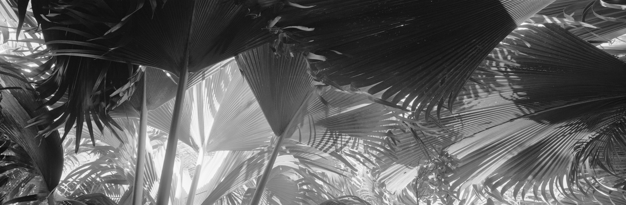 large format photography, Grossformatfotografie, Grossformatphotographie, Fotografie, Photographie, photography, 6x17, black and white, schwarzweiss, bw, sw, fine art, Kunst, Palmen, palm trees, Farne, ferns,