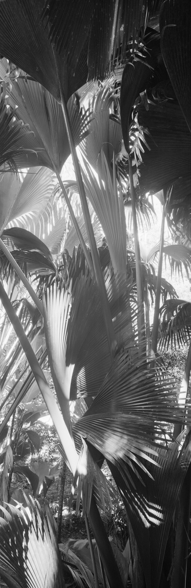 large format photography, Grossformatfotografie, Grossformatphotographie, Fotografie, Photographie, photography, 6x17, black and white, schwarzweiss, bw, sw, fine art, Kunst, Palmen, palm trees, Farne, ferns,