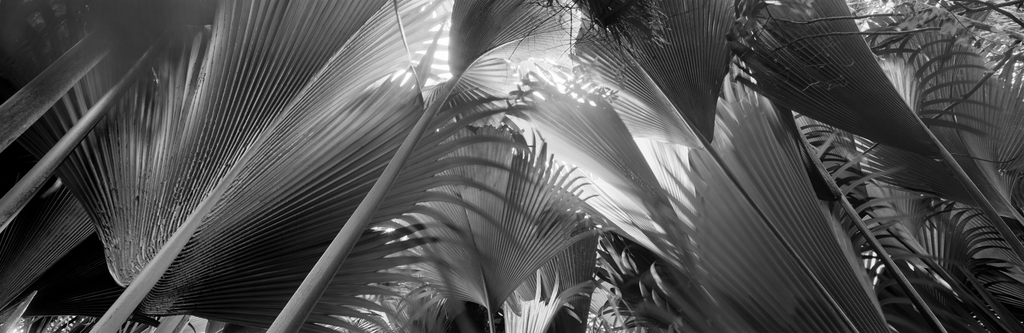 large format photography, Grossformatfotografie, Grossformatphotographie, Fotografie, Photographie, photography, 6x17, black and white, schwarzweiss, bw, sw, fine art, Kunst, Palmen, palm trees, Farne, ferns,