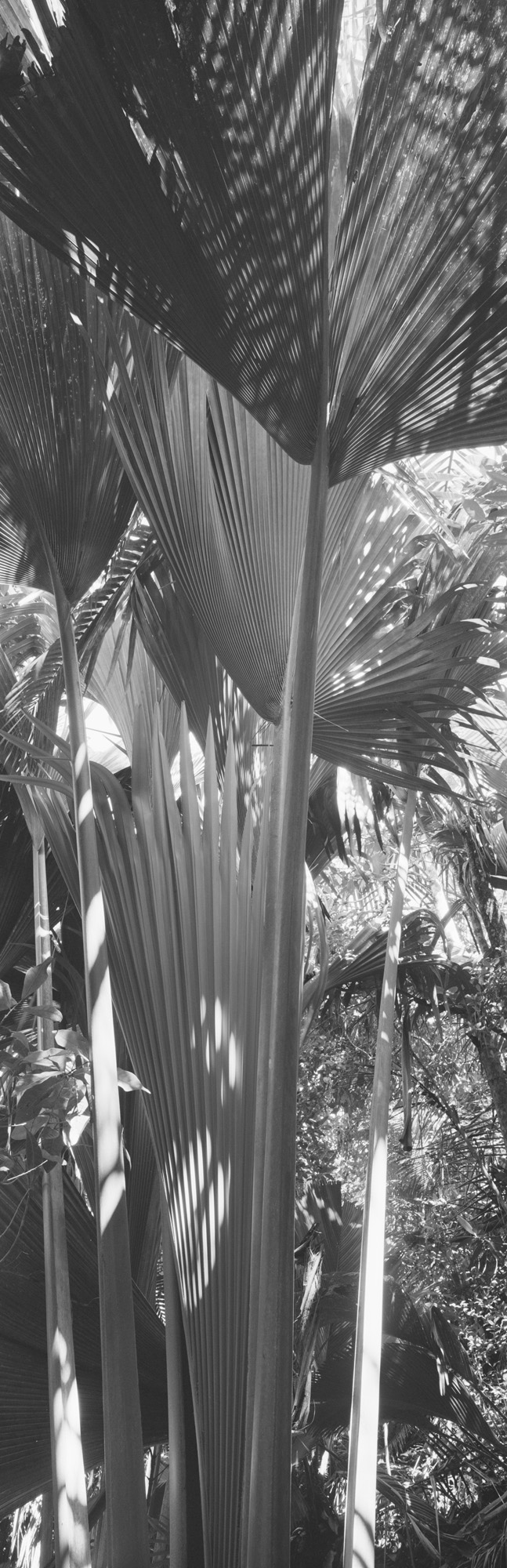 large format photography, Grossformatfotografie, Grossformatphotographie, Fotografie, Photographie, photography, 6x17, black and white, schwarzweiss, bw, sw, fine art, Kunst, Palmen, palm trees, Farne, ferns,