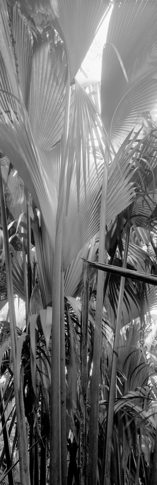 large format photography, Grossformatfotografie, Grossformatphotographie, Fotografie, Photographie, photography, 6x17, black and white, schwarzweiss, bw, sw, fine art, Kunst, Palmen, palm trees, Farne, ferns,