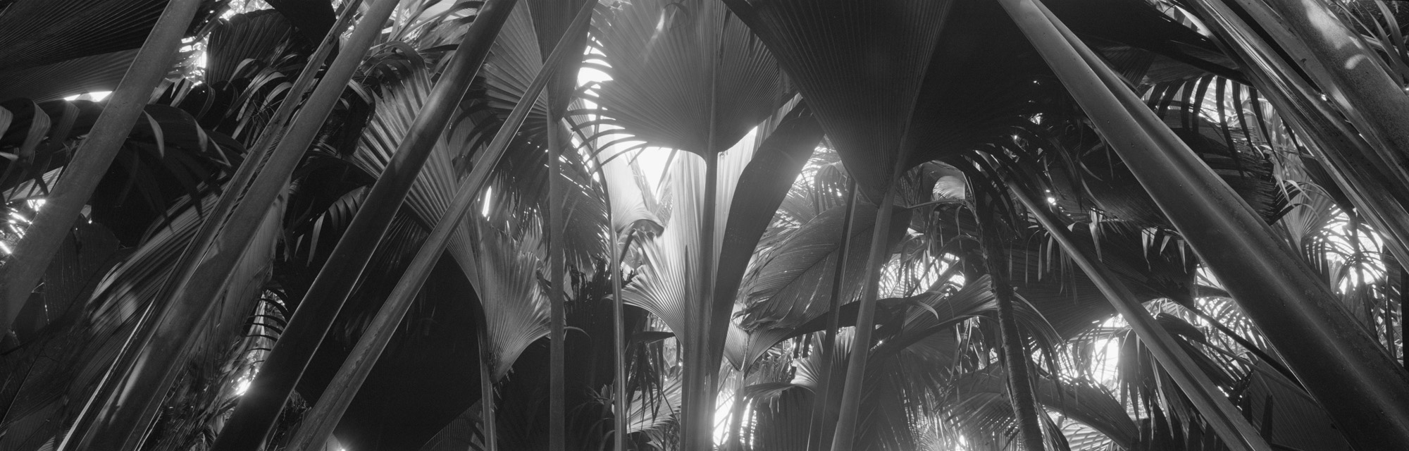 large format photography, Grossformatfotografie, Grossformatphotographie, Fotografie, Photographie, photography, 6x17, black and white, schwarzweiss, bw, sw, fine art, Kunst, Palmen, palm trees, Farne, ferns,