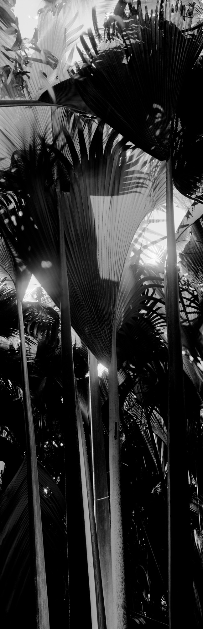 large format photography, Grossformatfotografie, Grossformatphotographie, Fotografie, Photographie, photography, 6x17, black and white, schwarzweiss, bw, sw, fine art, Kunst, Palmen, palm trees, Farne, ferns,