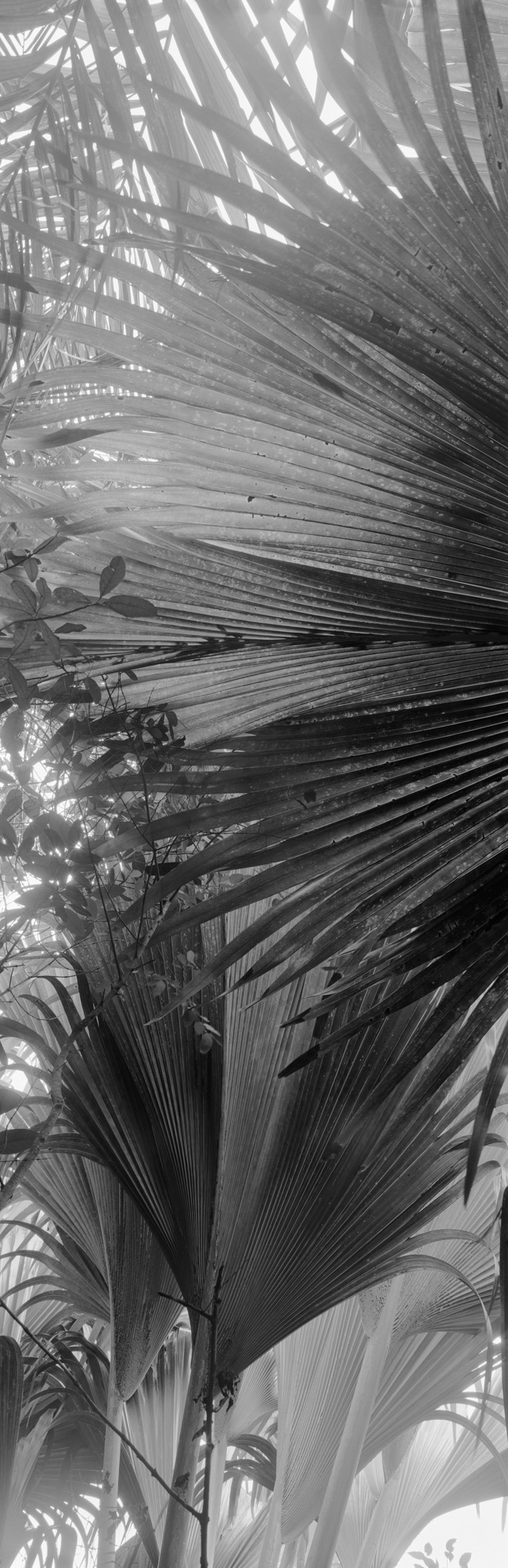 large format photography, Grossformatfotografie, Grossformatphotographie, Fotografie, Photographie, photography, 6x17, black and white, schwarzweiss, bw, sw, fine art, Kunst, Palmen, palm trees, Farne, ferns,