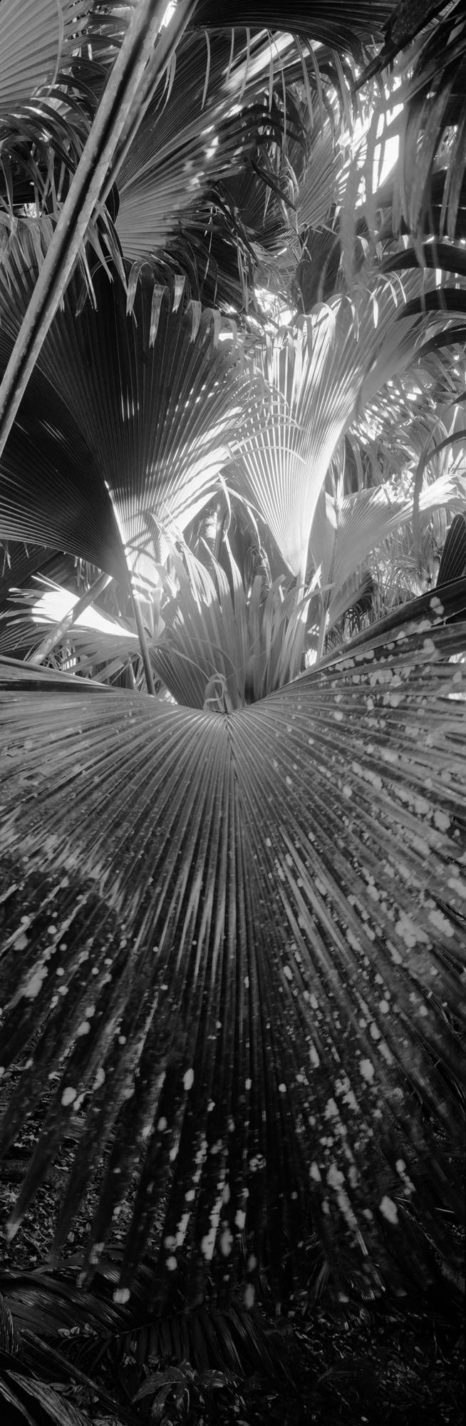 large format photography, Grossformatfotografie, Grossformatphotographie, Fotografie, Photographie, photography, 6x17, black and white, schwarzweiss, bw, sw, fine art, Kunst, Palmen, palm trees, Farne, ferns,