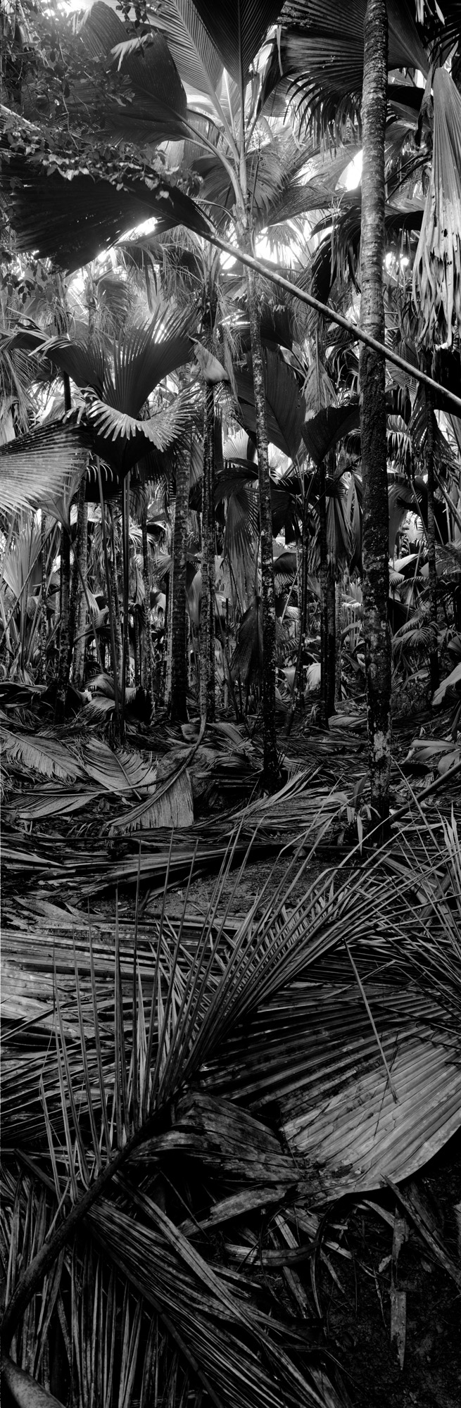large format photography, Grossformatfotografie, Grossformatphotographie, Fotografie, Photographie, photography, 6x17, black and white, schwarzweiss, bw, sw, fine art, Kunst, Palmen, palm trees, Farne, ferns,