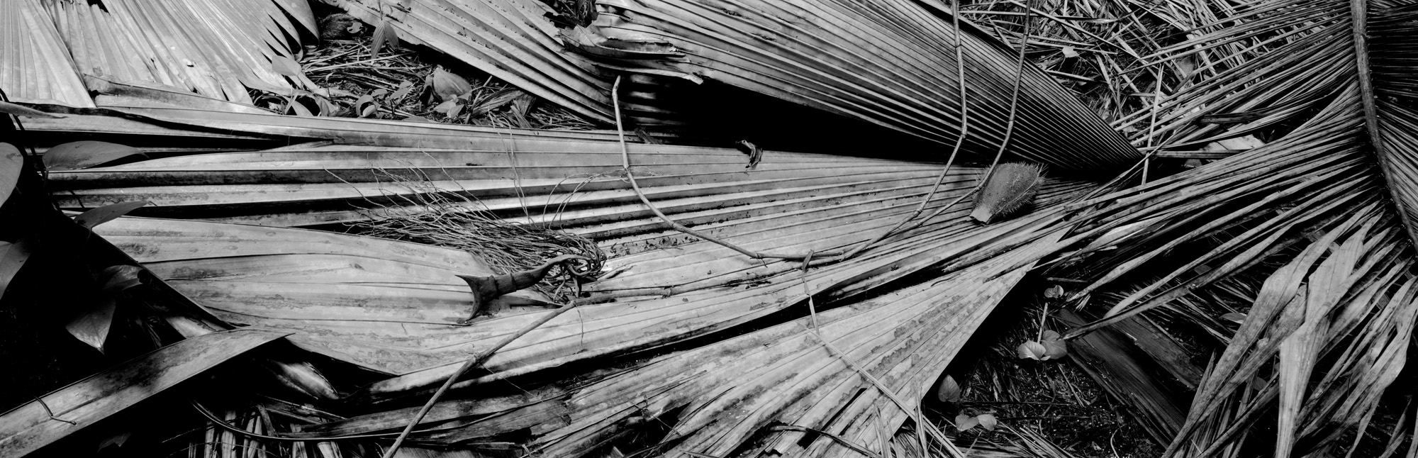 large format photography, Grossformatfotografie, Grossformatphotographie, Fotografie, Photographie, photography, 6x17, black and white, schwarzweiss, bw, sw, fine art, Kunst, Palmen, palm trees, Farne, ferns,