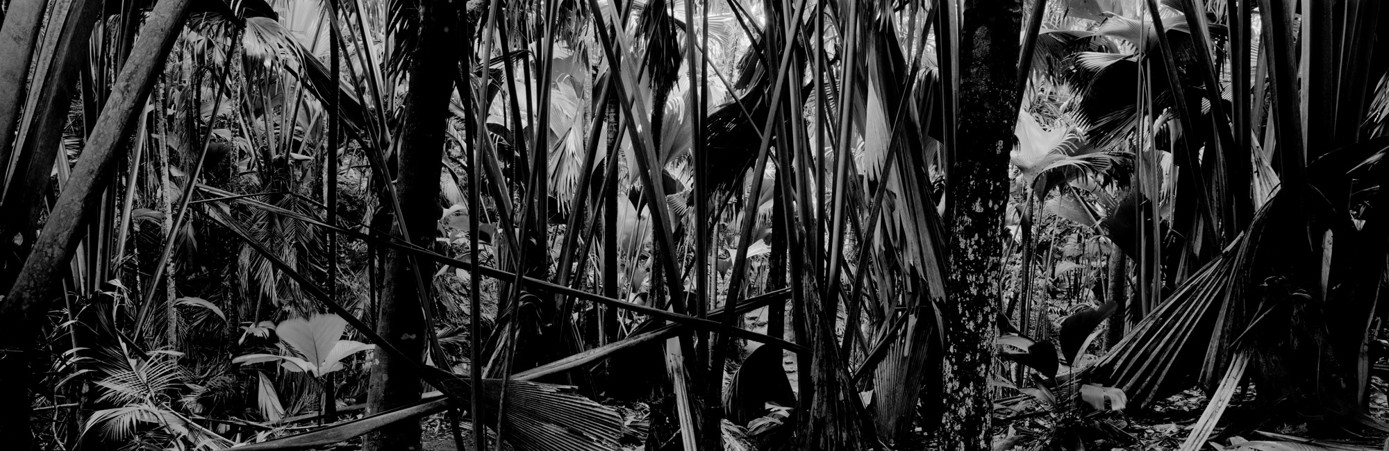 large format photography, Grossformatfotografie, Grossformatphotographie, Fotografie, Photographie, photography, 6x17, black and white, schwarzweiss, bw, sw, fine art, Kunst, Palmen, palm trees, Farne, ferns,