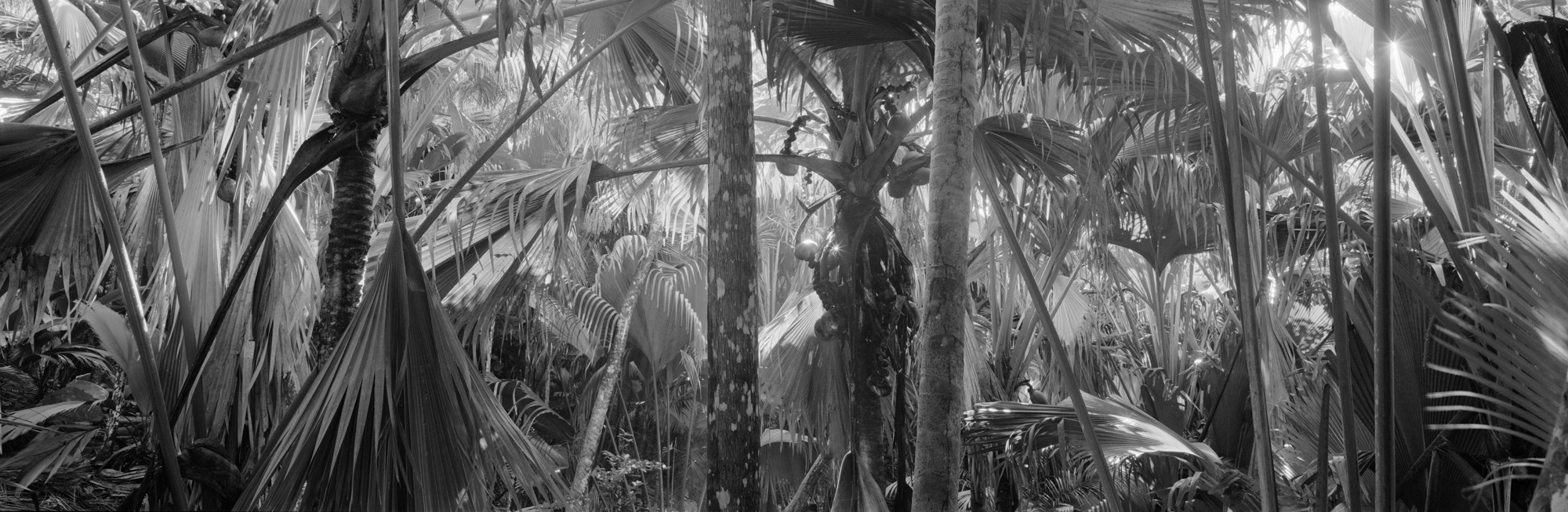 large format photography, Grossformatfotografie, Grossformatphotographie, Fotografie, Photographie, photography, 6x17, black and white, schwarzweiss, bw, sw, fine art, Kunst, Palmen, palm trees, Farne, ferns,