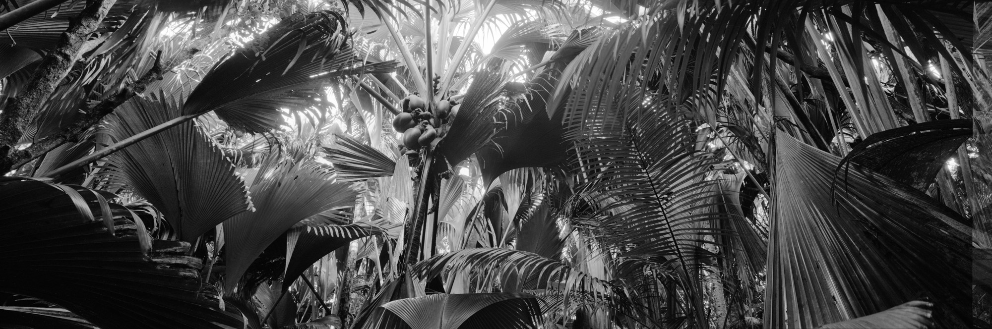 大幅面攝影, 大幅面攝影, 大幅面攝影, 攝影, 攝影, 攝影, 6x17, 黑與白, 黑與白, bw, bw, 美術, 藝術, 棕櫚樹, 棕櫚樹, 蕨類植物, 蕨類植物,