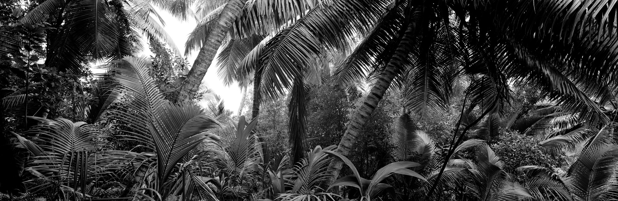 large format photography, Grossformatfotografie, Grossformatphotographie, Fotografie, Photographie, photography, 6x17, black and white, schwarzweiss, bw, sw, fine art, Kunst, Palmen, palm trees, Farne, ferns,