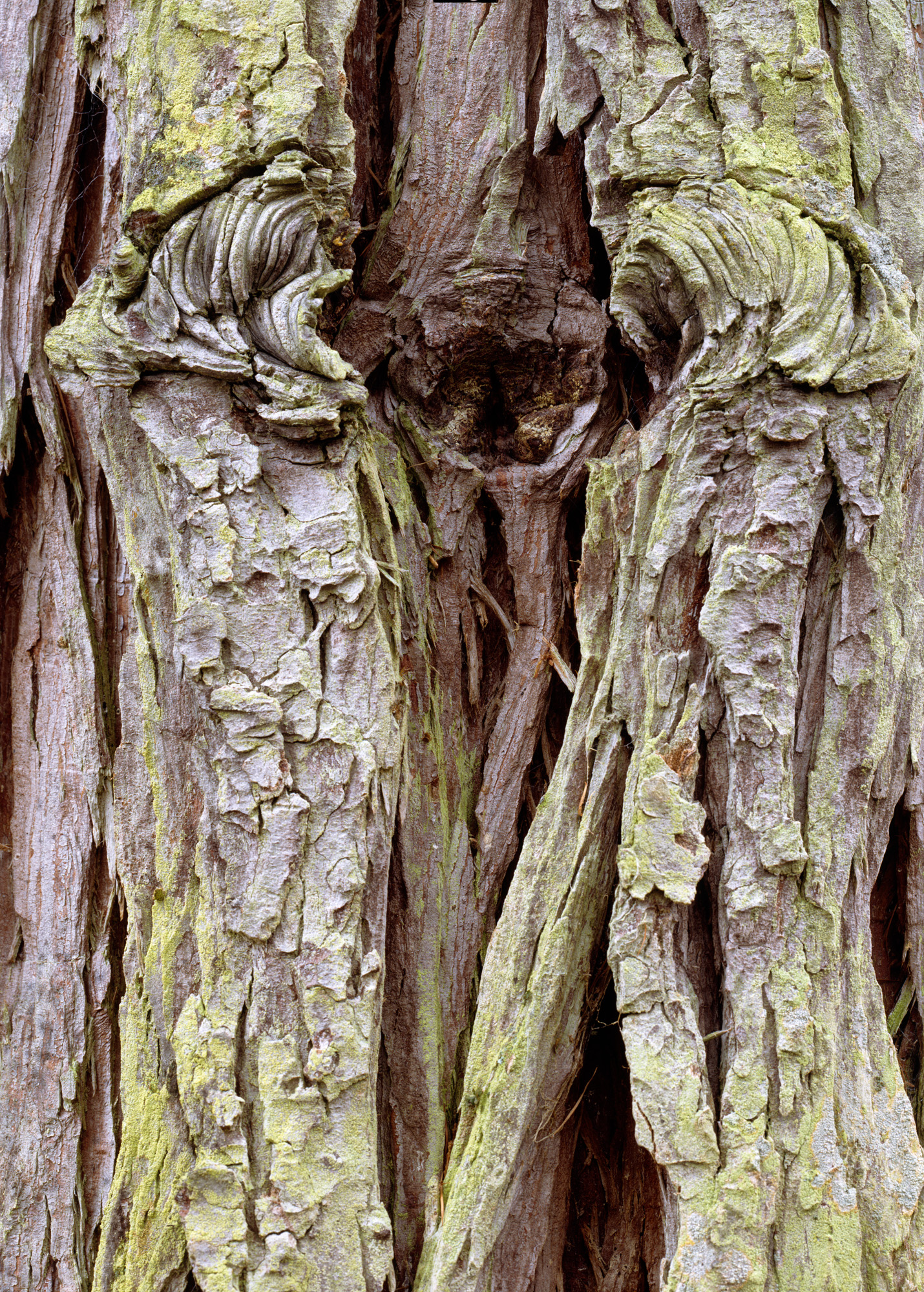 large format photography, Grossformatfotografie, Grossformatphotographie, Fotografie, Photographie, photography, 6x17, Macro, Makro, Rinde, bark, tree, Baum, Borke, Flechten, lichen, Holz, Wood, braun, brown